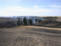 Sun 02 - Trees still smoldering in the canyon.